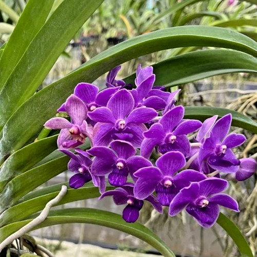 Rara orchidea rhynchostylis - rara,