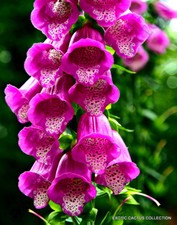 EXOTIC DIGITALIS PURPUREA