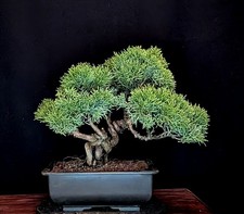 Bonsai ginepro cinese - bonsai,