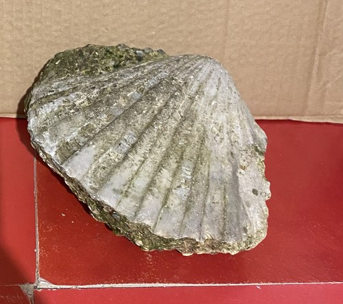 Conchiglia fossile rif 1 - fossile,