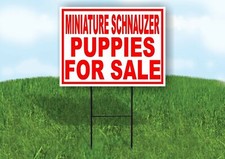 Miniatura schnauzer cuccioli - miniatura,