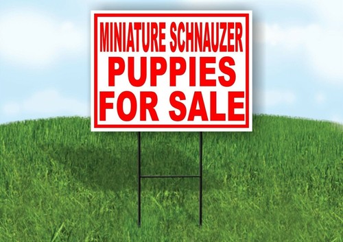 Miniatura schnauzer cuccioli - miniatura,