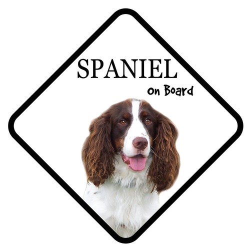 Springer spaniel dog - spaniel, on