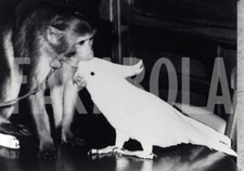 Foto Vintage Animali UK