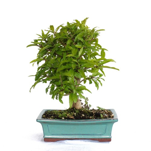 Bonsai dal giappone - bonsai,