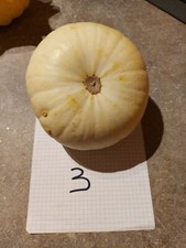10 semi Zucca Ornamentale 3