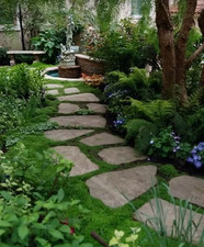 Sale2741 Dicondra muschio