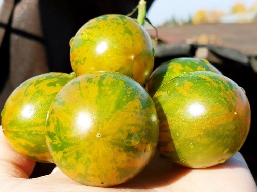 Pomodoro ape verde - -,