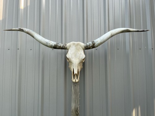 Longhorn teschio sterzo 5 - teschio,