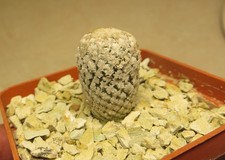 pelecyphora valdesiana radice