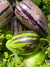Cuttings pepino melon - cuttings, of