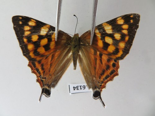 L6134 insetti non - l6134.,