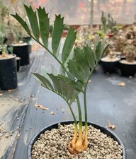Dia 3 cm vendita raro cactus