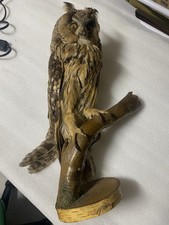 Trofeo Gufo  In tassidermia -chiedere X Prezzi