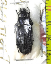 Carabidae, Carabus
