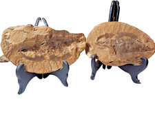 Fossile di pesce con supporto