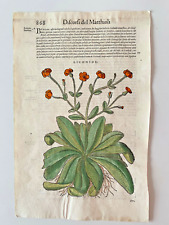MATTIOLI Xilografia 1500 Botanica Erbario Piante "LICHNIDE"