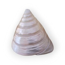 Grande Conchiglia Trochus Naturale Lavorata a Mano Madreperla Design Fermacarte