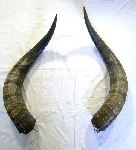 Antica coppia corna idea - antica,