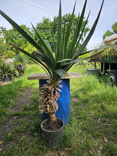 Yucca recurvifolia 110 cm - recurvifolia,