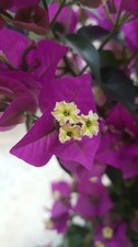 Pianta di Bouganvillea