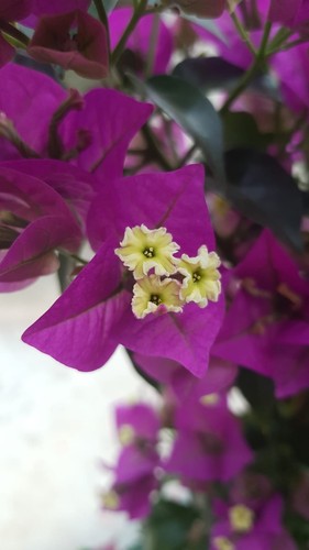 Pianta bouganvillea - di,