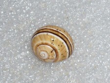 POLYMITA MUSCARUM SPLENDIDA