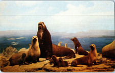 Cartolina Foca Pelliccia Isole