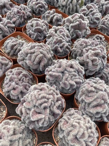 Compressa mammillaria cm - mammillaria, 7-9