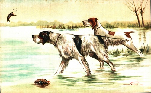 Norfini cane caccia - cane,