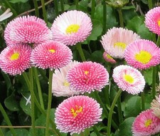 MARGHERITA INGLESE Bellis
