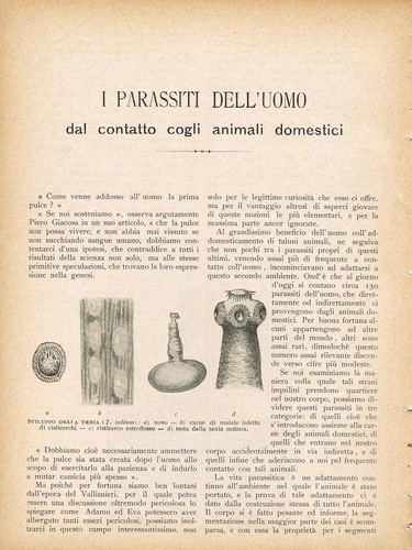 Canestrini i parassiti - a.,