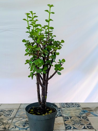 Portulacaria afra offerta - portulacaria,