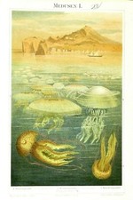 1897 OLD PRINT: MEDUSE, Tav I