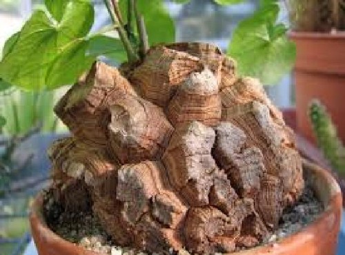 Testudinaria vaso 5 cm - testudinaria, 8,5