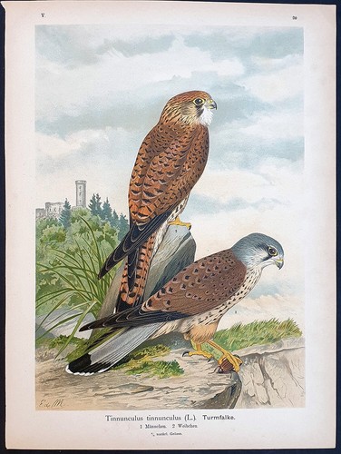 Stampa antica falco comune