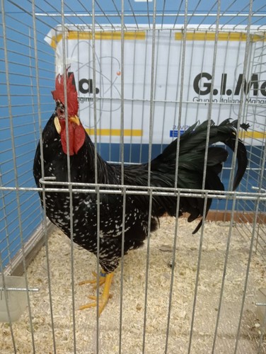 Uova razza ancona - uova,