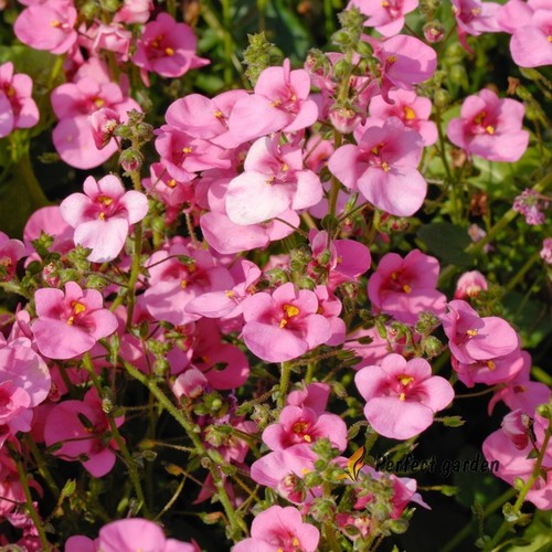 200 semi diascia - 200,