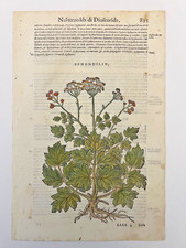 MATTIOLI Xilografia 1500 Botanica Erbario Piante "SPHONDILIO"