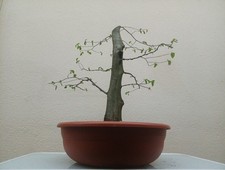 Bonsai carpino - bonsai,