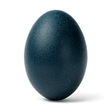 Uovo vero emu naturale 13 cm -