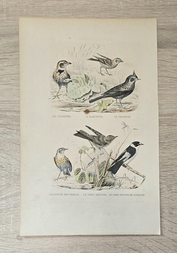 Antica litografia uccelli