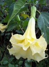 7 SEMI DI BRUGMANSIA SUAVEOLENS CREAM YELLOW - TROMBONE D'ANGELO - SPED. GRATIS