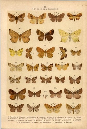 Lithographie schmetterlinge - -,