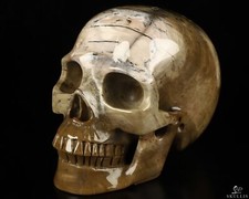 Teschio di cristallo intagliato a mano in legno pietrificato 5,1", realistico, guarigione cristallo
