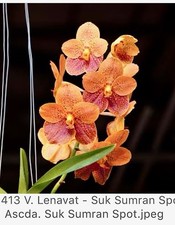 3  Different Vanda  Seedling