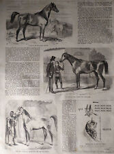 Stampa antica Cavallo arabo Stallone Xilografia originale 1859  