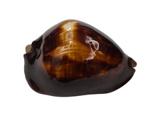 Conchiglia Shell Cypraea ZOILA