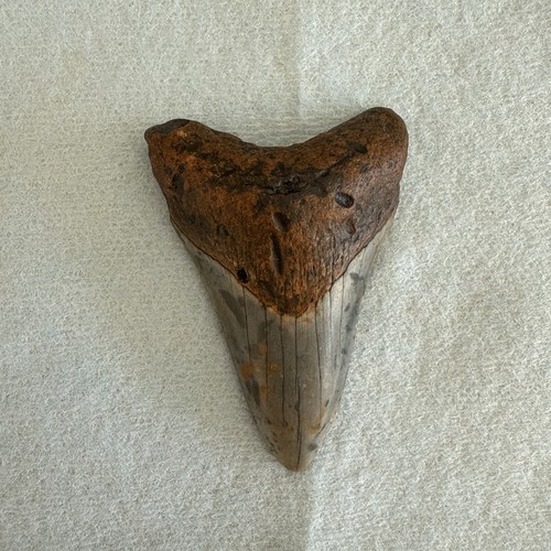 Dente squalo megalodonte - dente,
