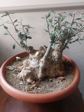 Prebonsai olivastro vallata - prebonsai,